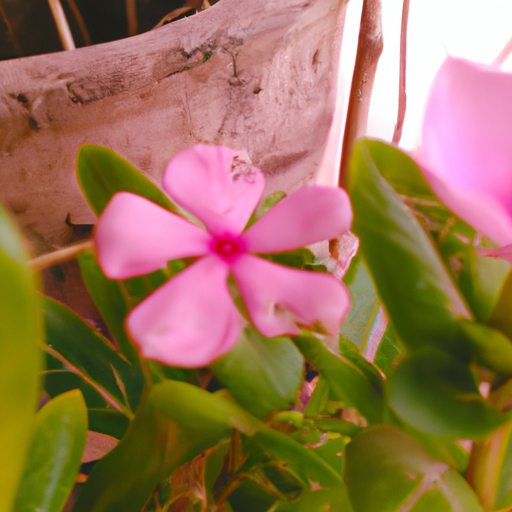Gardening Tips: How to Identify Pink Flowers