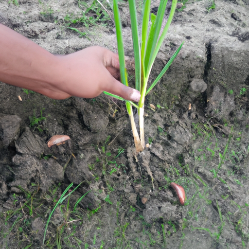 Gardening for the Poor: The Benefits of Growing the Poor Man's Crop