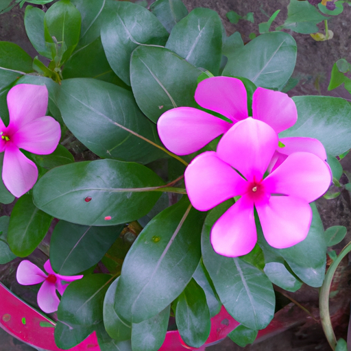 Gardening Tip: Plant Pink Kisses for a Pop of Color in Your Garden