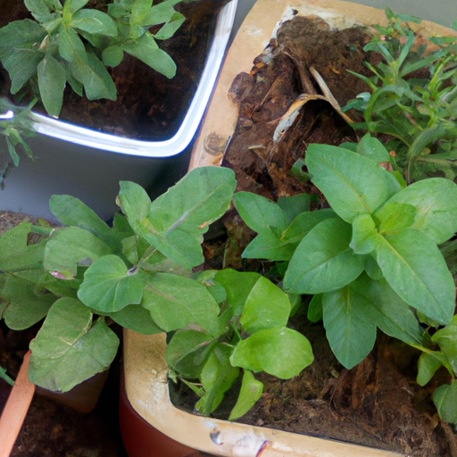 Gardening Tips: Finding the Best Soil for Growing Herbs