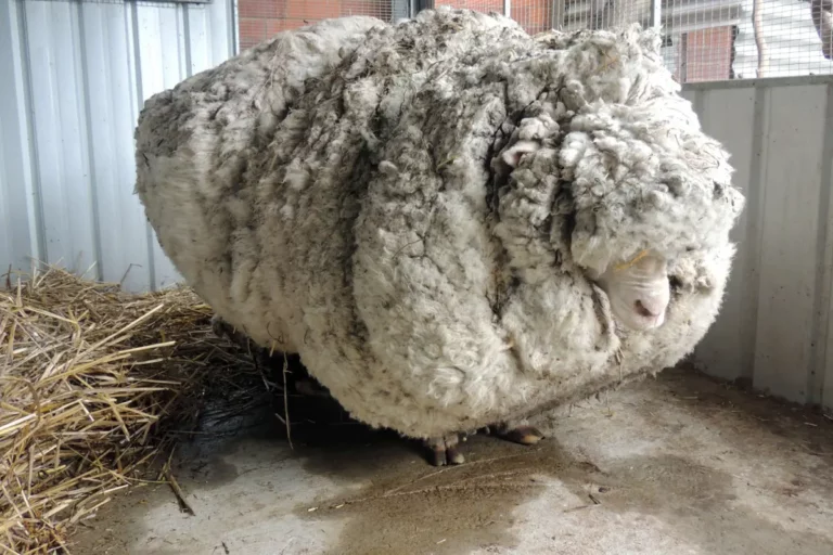 How To Make Sheep’s Wool Compost