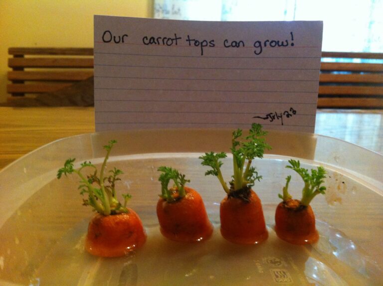 How to Regrow Store-Bought Carrots at Home?