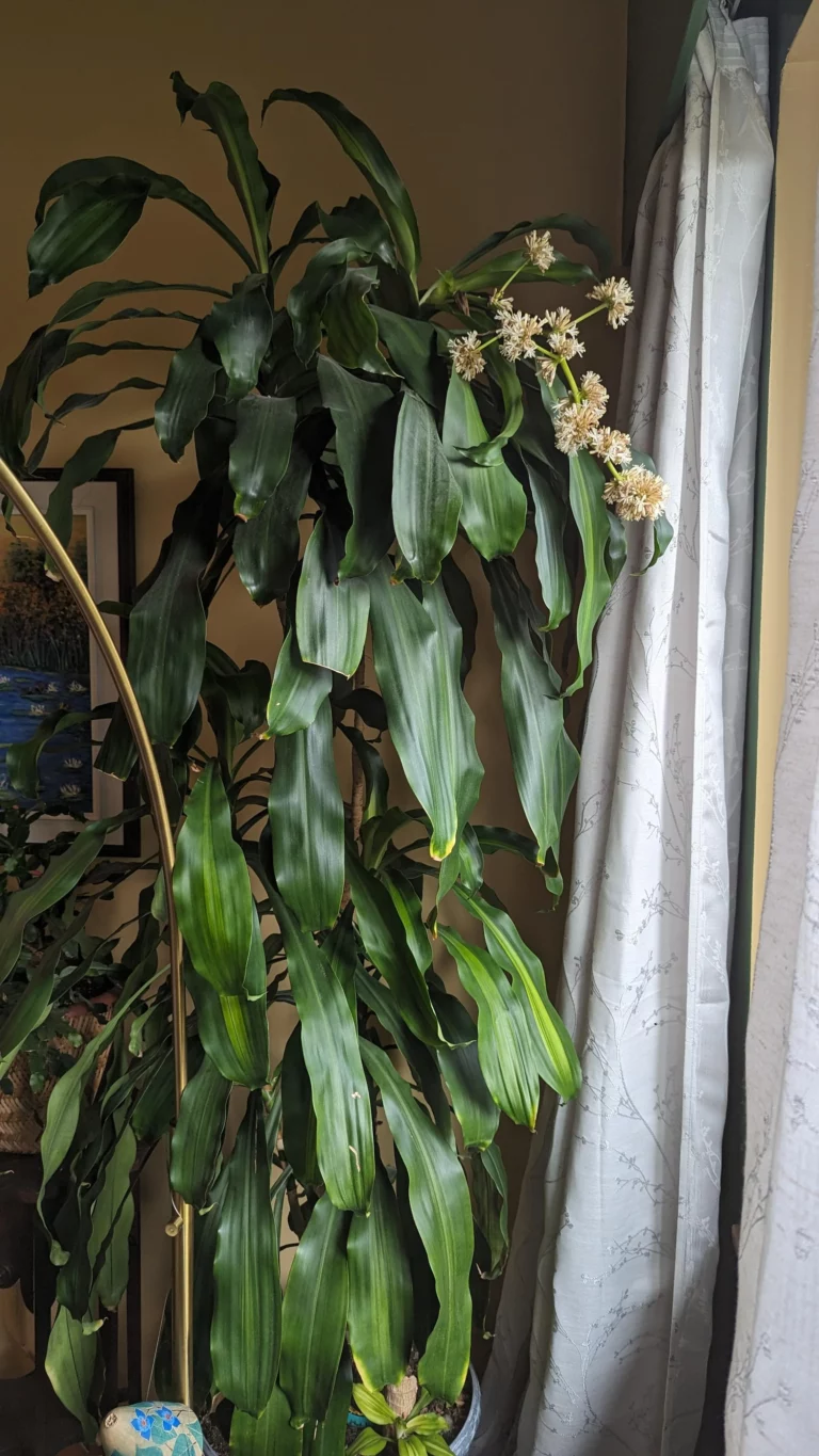 Reddit User Has a 25-Year-Old Plant Blooming for the First Time: Is It Normal?