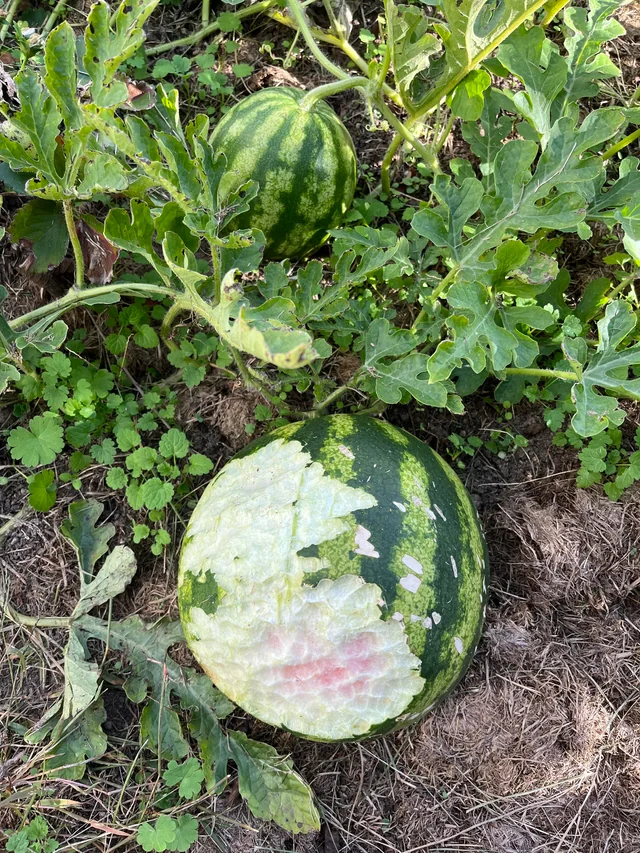 What's Eating Your Watermelons? Reddit User Gets Help