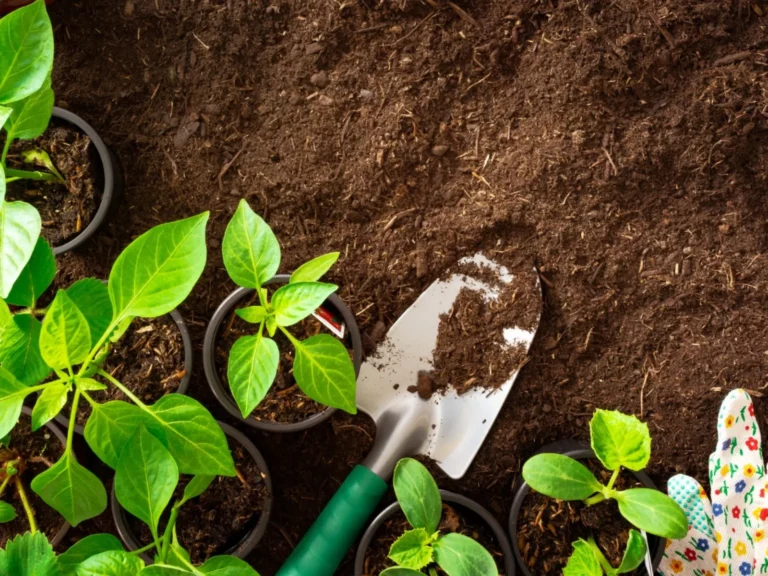 What should you do after sowing a seed in soil?