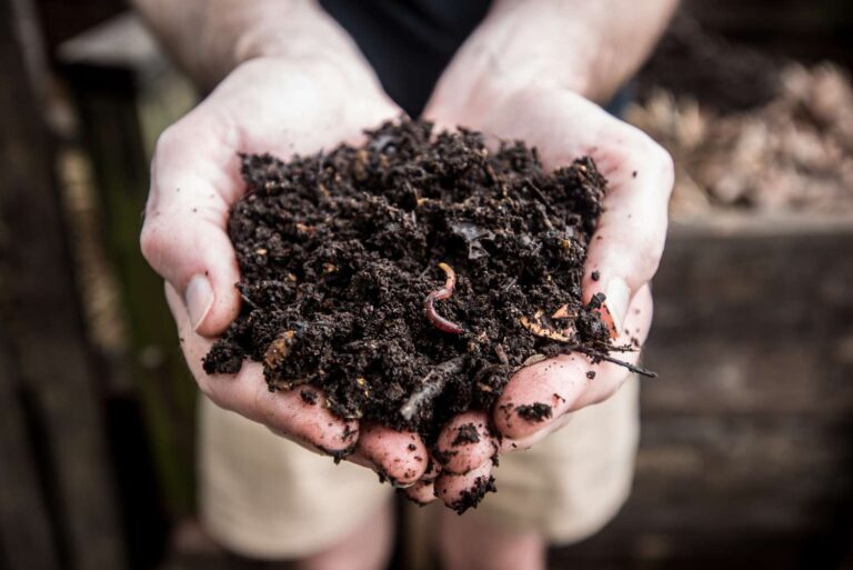 What to Do If Your Compost Is Too Wet