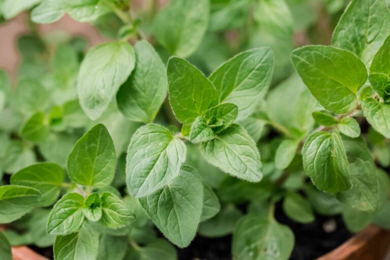 Planting Oregano: Can You Put It in the Ground? Reddit Users Answer