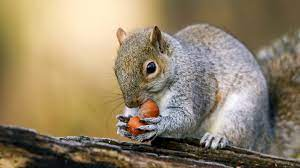 Where And How Do Squirrels Hibernate?