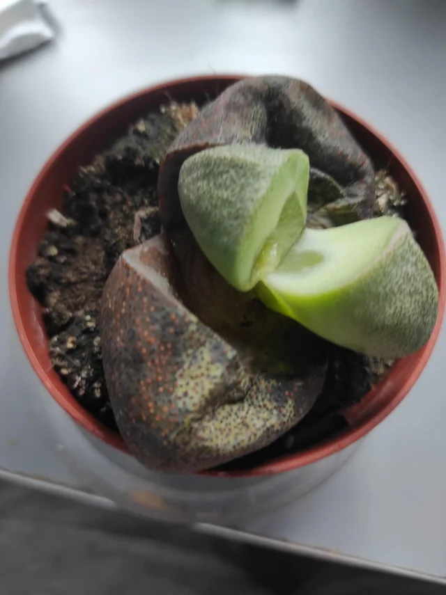 To Much Water for Lithops Reddit User Has This Issue: How to Save the Plant