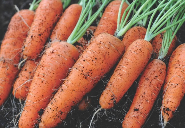 How Do You Know When Carrots are Ready to Dig?