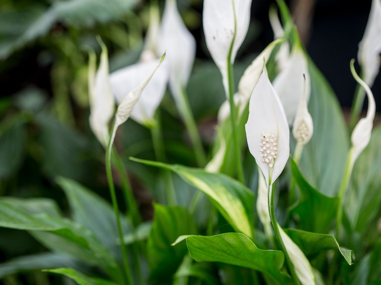Can I leave my peace lily outside?