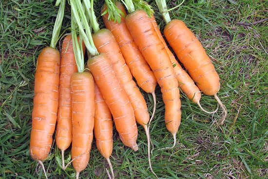 Is it Too Late To Plant Carrots UK?