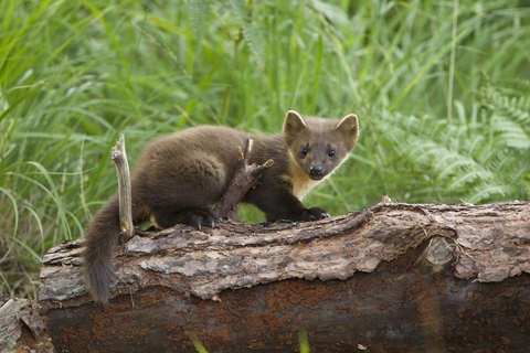 Why are pine martens so rare in the Uk?