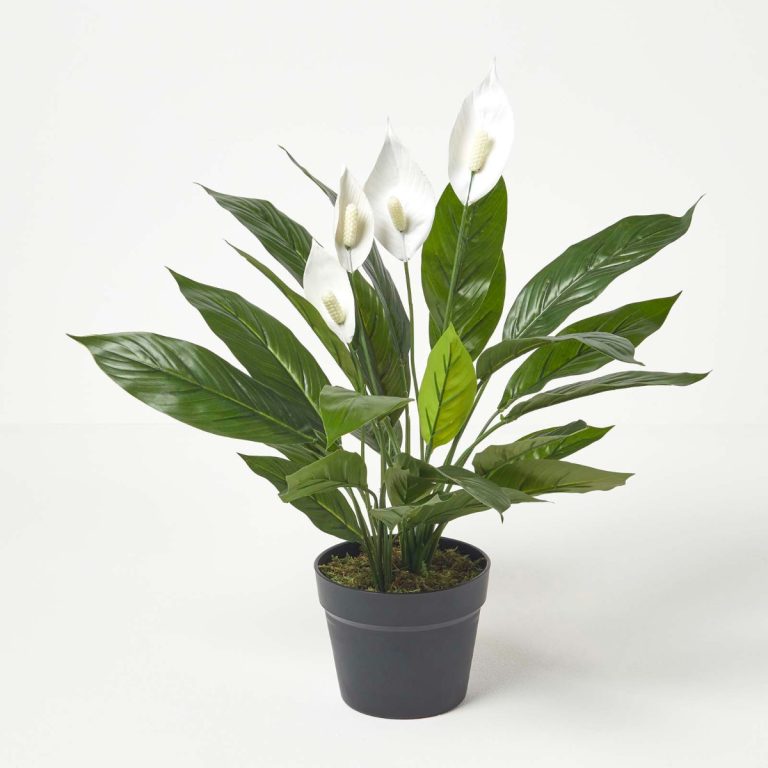 Can peace lily live outside in winter in UK?