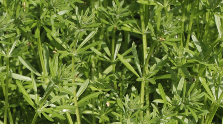 How do I get rid of cleavers in my garden?