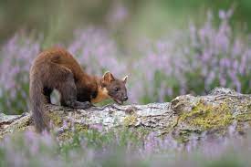 What is the lifespan of a pine marten?