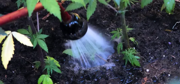 How do you flush soil without overwatering?