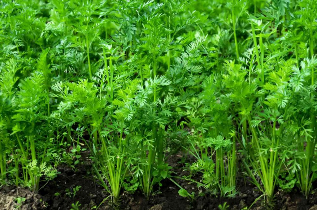 How Long Does it Take to Grow Carrots From Carrot Tops?