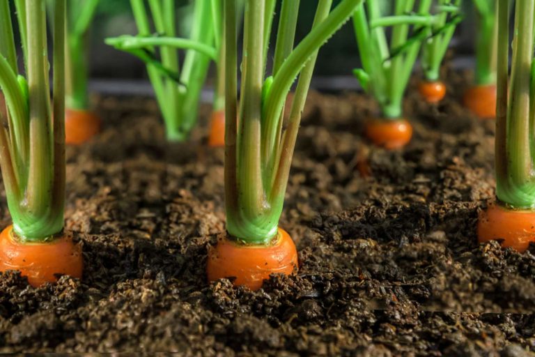 Should I Soak Carrot Seeds Before Planting?