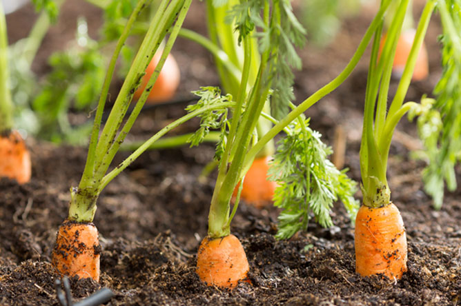What makes carrots grow big?