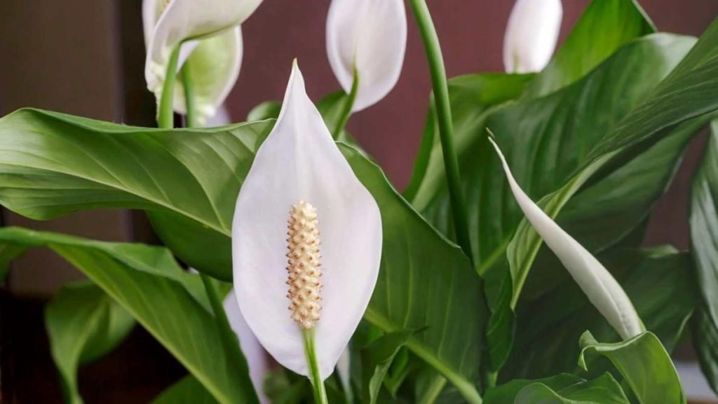 How can I get my peace lily to flower?