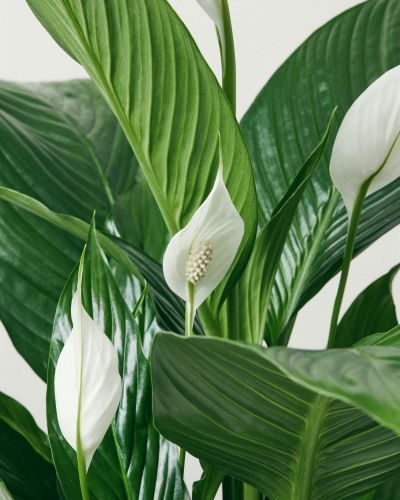 Do peace lilies like bathrooms?