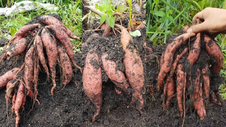How to Grow Sweet Potatoes in Soil Bags