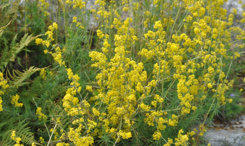The Most Important Indicator Plants for Dry Soil