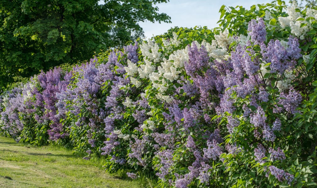 Lilac Hedges: Our Tips for Planting and Care