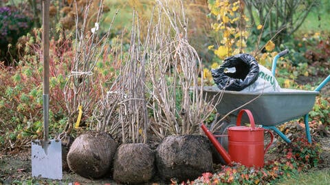 Lilac Hedges: Our Tips for Planting and Care