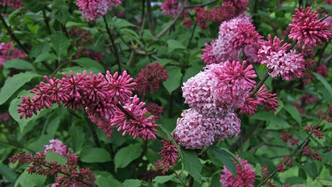 Lilac Hedges: Our Tips for Planting and Care