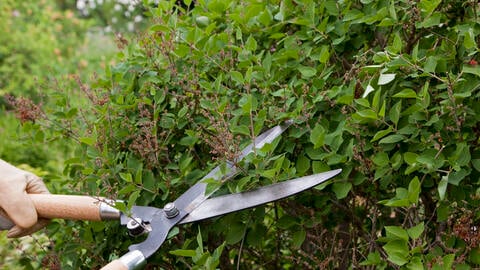 Lilac Hedges: Our Tips for Planting and Care