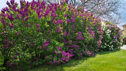 Lilac Hedges: Our Tips for Planting and Care