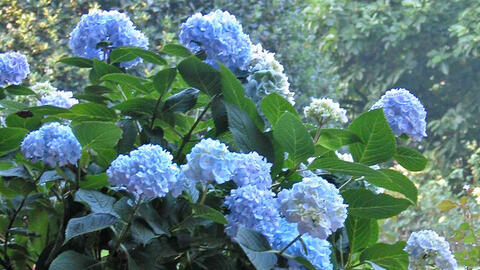 How to Turn Hydrangea Blooms Blue – It Works Every Time!
