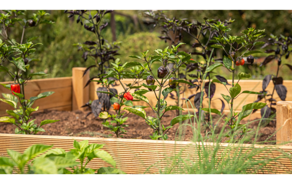 Popular Garden trends in 2025