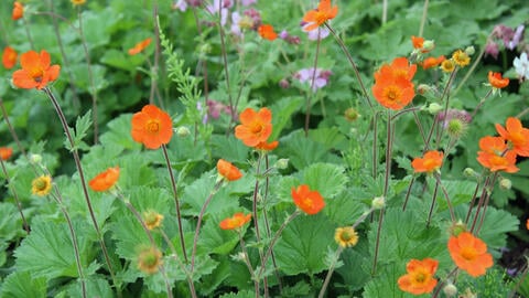 For the Impatient: Fast-Growing Perennials