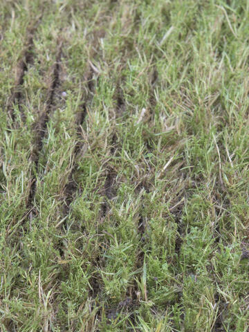 How to Renovate Your Lawn Without Digging Up