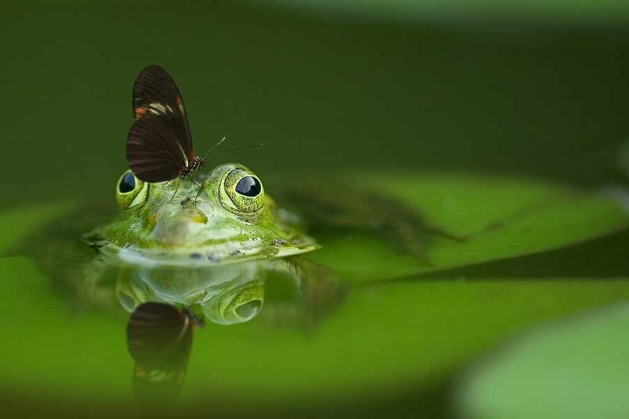 Cooling Down in the Garden – Ponds and Water Features for Summer