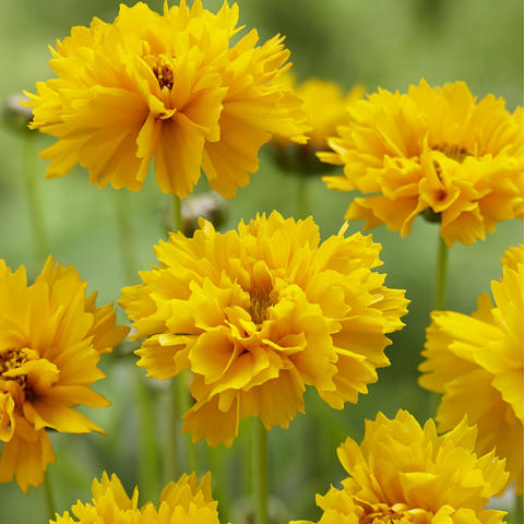 Top Long-Blooming Perennials for Stunning Flower Beds