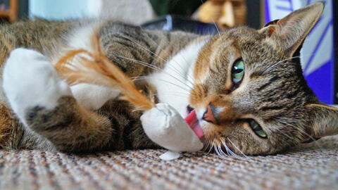 Why Cats Love Catnip