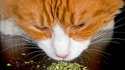 Why Cats Love Catnip