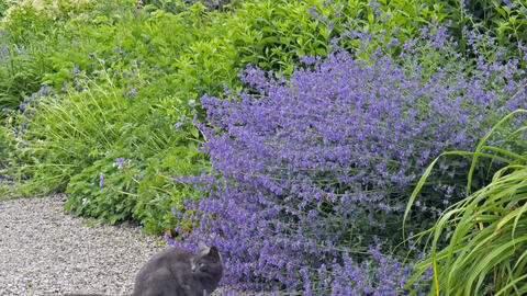Why Cats Love Catnip