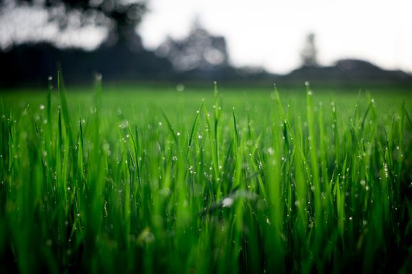 Why Buying Turf Rolls Is a Smart Choice