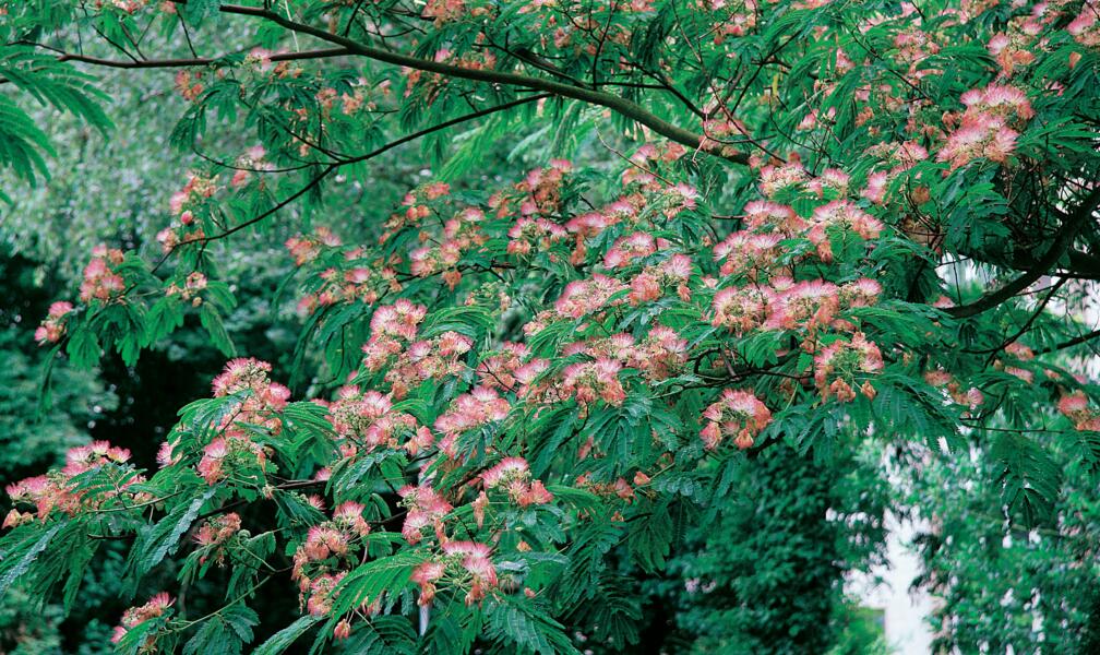 Cold-Hardy Exotics for the Garden