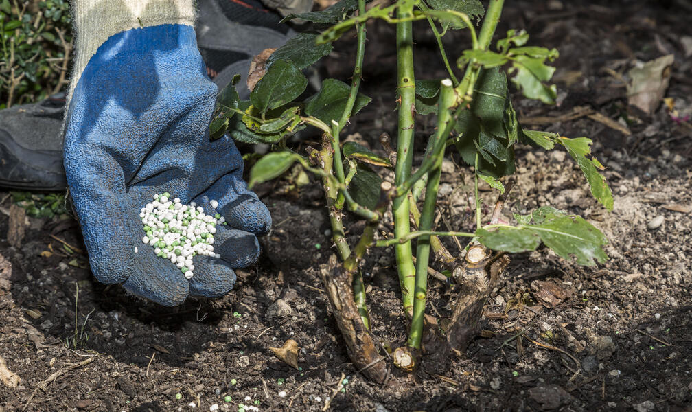 Rose Fertilizer: Which Products Are Suitable?
