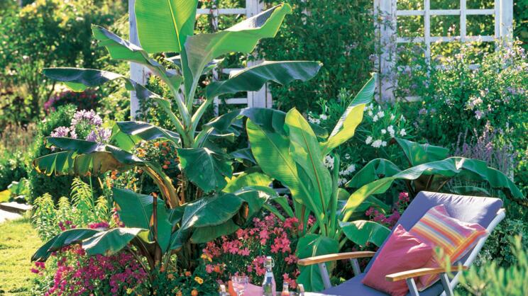 Cold-Hardy Exotics for the Garden
