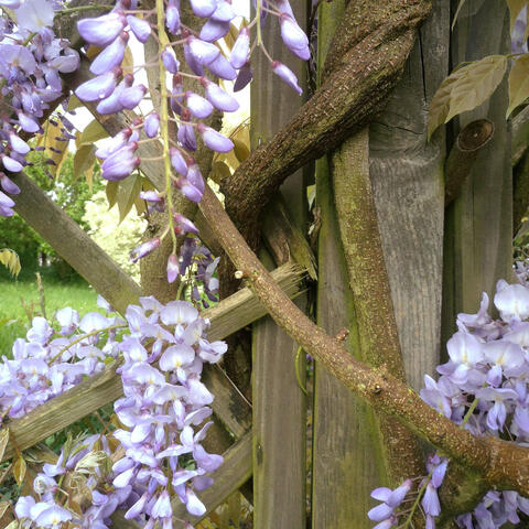 How to Prune Wisteria Correctly: Step-by-Step Guide