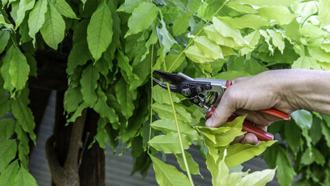 Wisteria Not Blooming? These Are the Most Common Reasons