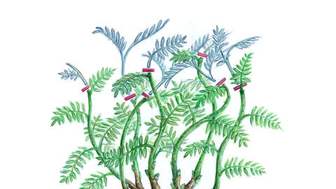 How to Prune Wisteria Correctly: Step-by-Step Guide