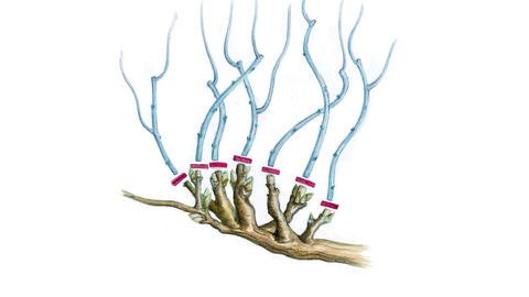 How to Prune Wisteria Correctly: Step-by-Step Guide